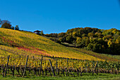 Weinreben am Weinberg Maustal im Herbst, nahe Sulzfeld am Main, nahe Kitzingen, Franken, Bayern, Deutschland, Europa