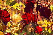 Red leaves of vines in Maustal vineyard in autumn, near Sulzfeld am Main, near Kitzingen, Franconia, Bavaria, Germany