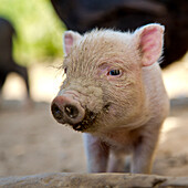 Peccary piglet at an organic farm looking bored, Edertal Gellershausen, Hesse, Germany