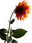 Orange Dahlie, Blüte, Blume