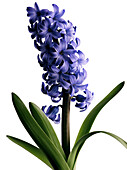 Blue hyacinth flower, Blossom, Flower, Nature