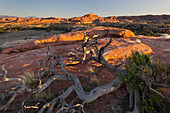 Needles District, Canyonlands National Park, Utah, USA