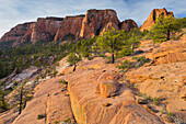 Gesteinsformationen am Lower Kolob Plateau, Zion National Park, Utah, USA