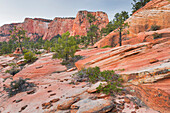 Gesteinsformationen am Lower Kolob Plateau, Zion National Park, Utah, USA