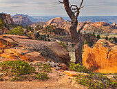 Gesteinsformationen am Lower Kolob Plateau, Kiefer, Zion National Park, Utah, USA