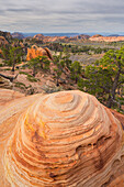 Gesteinsformationen am Lower Kolob Plateau, Zion National Park, Utah, USA