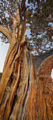 Long-lived pine, (Pinus longaeva), Sierra nevada, California, USA