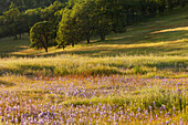flowering meadow in evening light, California, USA