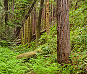 Redwood, Julia Pfeiffer Burns State Park, Kalifornien, USA