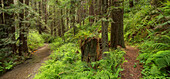 Redwood, Stillwater Cove Regional Park, Sonoma Coast, Kalifornien, USA