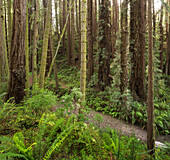 Redwood, Stochoff Creek, Stillwater Cove Regional Park, Sonoma Coast, Kalifornien, USA