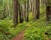 Redwood, Stillwater Cove Regional Park, Sonoma Coast, Kalifornien, USA