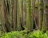 Redwood, Stillwater Cove Regional Park, Sonoma Coast, Kalifornien, USA