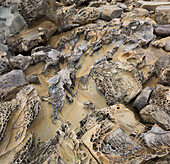 Sandstone, Salt Point State Park, Sonoma Coast, California, USA