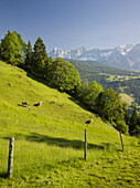 Kuhweide, Ennstal, Dachstein, Styria, Austria