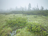 Latschen im Nebel, Naturschutzgebiet Siebenmöser, Hochmoor, Hochkrimml, Gerlosplatte, Salzburg, Österreich