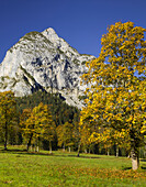 Bergahorn, Rosskopfspitze, Great Ahornboden, Engalm, Karwendel, Tyrol, Austria