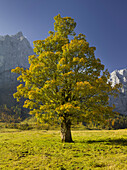 Bergahorn, Spritzkarspitze, Great Ahornboden, Engalm, Karwendel, Tyrol, Austria