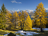 Rangersdorf, Lärchen, Mölltal, Kreuzeckgruppe, Hohe Tauern, Carinthia, Austria