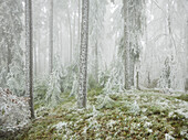 vereister Wald im Wechselgebiet, Niederösterreich, Österreich