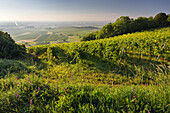 Vineyards between Baden near Vienna and Gumpoldskirchen, Vienna basin, Lower Austria, Austria