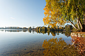 Wesslinger See in Autumn, indian summer, lake, Starnberg five lakes region, district Starnberg, Bavarian alpine foreland, Upper Bavaria, Bavaria, Germany, Europe