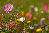 Wild flower in a flowering meadow, Starnberg five lakes region, district Starnberg, Bavarian alpine foreland, Upper Bavaria, Bavaria, Germany, Europe