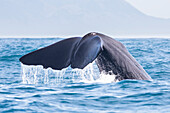 Fluke, Schwanzflosse eines Pottwals bei Kaikoura, Südinsel, Neuseeland