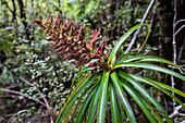 Abel Tasman Nationalpark, Abel Tasman Nationalpark, Südinsel, Neuseeland