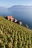 Clos des Abbayes, Dezaley, Vineyards , Lavaux region, Lake Geneva, Swiss Alps,  Switzerland