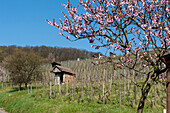 Mandelblüte in den Weinbergen, Heppenheim, Bergstraße, Hessen, Deutschland