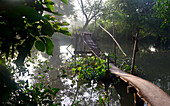 Wooden walkway in An Binh in the delta of Mekong river, Vietnam, Asia