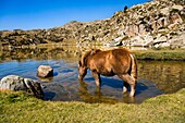 Horse  Rodo Lake Estany Rodo  Madriu Valley. Andorra., A05-1290452