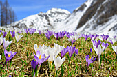 Krokus blühen, Schneeberge im Hintergrund, Ahrntal, Hohe Tauern, Südtirol, Italien