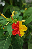 Blüte in spanischen Farben, Gelb-rot gefärbte Blüte in Castellar de la Frontera, Andalusien, Spanien