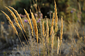Trockene Gräser in der Serrania de Ronda, Provinz Malaga, Andalusien, Spanien