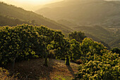 Sweet chestnut trees in the evening light near Gaucin, Serrania de Ronda, Andalusia, Spain