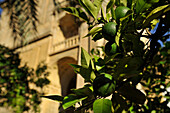 Green oranges on the tree in the garden in the Mezquita in evening, Cordoba, Andalusia, Spain