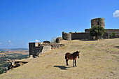 Einsames Pferd in der Festung von Jimena de la Frontera, Andalusien, Spanien