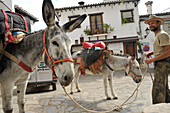 Man with his two Andalusian donkeys in Algatocin, Serrania de Ronda, Andalusia, Spain