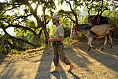 Man walking barefoot with donkey in front of cork oaks, Man  with his two Andalusian donkeys in the Serrania de Ronda, Andalusia, Spain