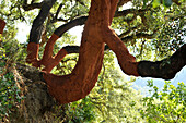 freshly peeled cork oaks with red trunks in the Serrania de Ronda, Andalusia, Spain