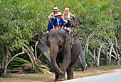 Thai Elephant Conservation Center bei Lampang, Nord-Thailand, Thailand