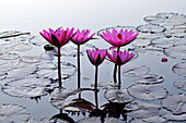 Water lily in a lake in Old-Sukhothai, Thailand