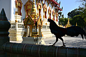 Cock at Wat Rajthanee, New- Sukhothai, Thailand