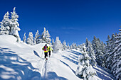 Two persons back-country skiing ascending through winter forest towards Hochries, Hochries, Samerberg, Chiemgau range, Chiemgau, Upper Bavaria, Bavaria, Germany