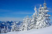 Winter forest with Mangfall range with Wendelstein in background, Hochries, Samerberg, Chiemgau range, Chiemgau, Upper Bavaria, Bavaria, Germany