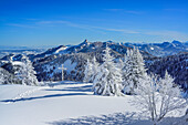 Snow-covered trees with view to Chiemgau range with Kampenwand, Hochries, Samerberg, Chiemgau range, Chiemgau, Upper Bavaria, Bavaria, Germany