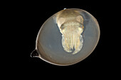 Common Cuttlefish (Sepia officinalis) in egg shortly before hatching, North Sea, Germany
