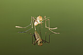 Mosquito (Culicidae) freshly hatched sitting on water surface with reflection, Germany